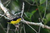 Lesser Goldfinch (Jiguero Menor)