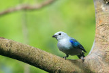 Blue-grey Tanager