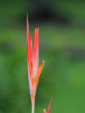 IMG_1904heliconia2.JPG