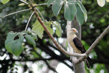 Yellow-headed Caracara (Milvago chimachima)