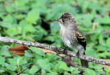 Eastern Wood Pewee (Pibi Orierntal)