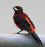 Crimson-backed Tanager (male)