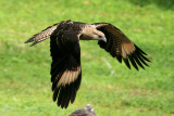 Yellow-headed Caracara in Flight