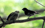 Variable Seedeater