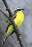 Social Flycatcher