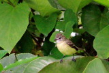 Olive-sided Flycatcher (Pibi Boreal)