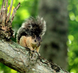 Squirrel in Omar Park