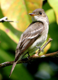 IMG_0639easternwoodpewee copy.JPG