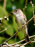 IMG_0648easternwoodpewee copy.JPG