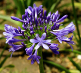 Flower in Recoleta