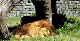 IMG_1678lion copy.JPG