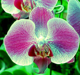 Orchid at Japanese Gardens
