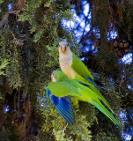 Monk Parakeet