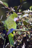 Monk Parakeet