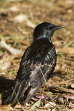 Common Starling (sturnus vulgaris)