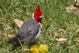 Red-crested Cardinal (Paroaria Coronata)