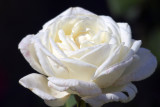 IMG_3809rose.jpg