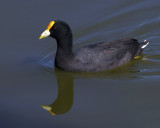 Red-Gartered Coot