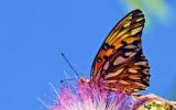 Butterfly in Las Heras Park