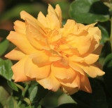 IMG_5332yellowrose.jpg