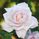 IMG_6307rose.JPG