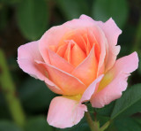 IMG_9203rose.jpg