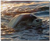 IMG_0760 copy.jpg
