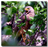 Red-tailed Falcon