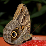DSC01990 - Butterfly