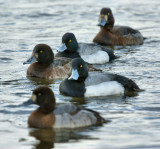 DSC06407 - Getting My Ducks In A Row...