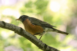 DSC07564 - Robin in the Shade