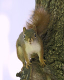 DSC07567 - Grey Squirrel Surprise