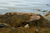 DSC08430 - Kelp on Rock