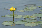 DSC09010 - Yellow Pond Lily