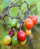 DSC09954 - Woody Nightshade Berries