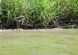 DSC01401 - Blue Heron (I think)