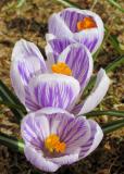 Crocus 006