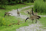 More Canada Geese