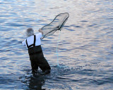 Caplin at Outer Cove 009