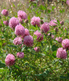 Backyard 002<br>Red Clover