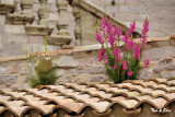 wildflowers on a  rooftop