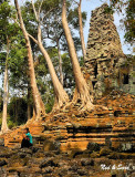 rooted in the  foundation - Angkor Thom