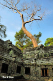 above Ta Phrom