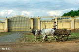 boy and cart  team