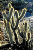 the wicked  cholla cactus