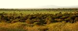 overview of the western Serengeti plain
