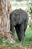 young elephant rubbing a baobob tree