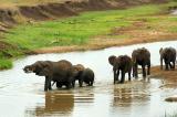 elephant family crossing a stream