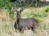 waterbuck