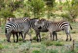 head to head zebras